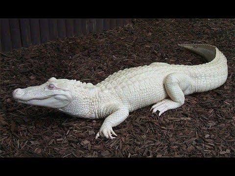 Meanwhile, Albino Animals Are Stealing Hearts Worldwide! Look At Their Beauty! Video