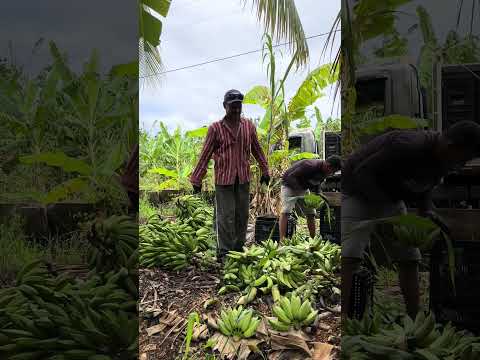 Banana de canudos a Simão dias Sergipe #sergipe #bahia
