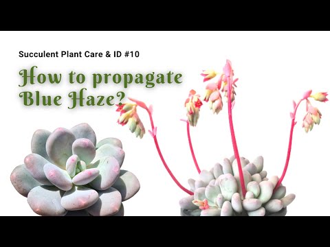 【Succulent Plant ID #10】How to care and propagate Pachyphytum Blue Haze｜Artistic Succulent｜植得｜多肉植物