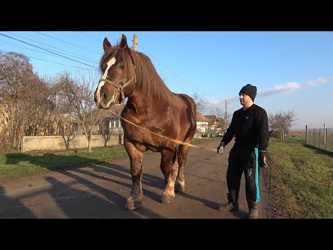 Armasarii lui Mihai de la Turda, Cluj - 2020 Nou!!!