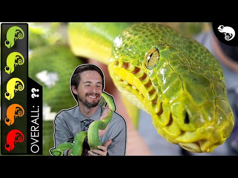 Emerald Tree Boa, The Best Pet Snake?