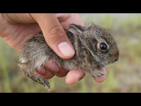 YouTube video about: Where can I take a rabbit I found?