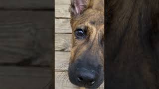 Video preview image #1 Retriever -Unknown Mix Puppy For Sale in The Woodlands, TX, USA