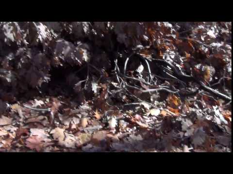 DAVIDESTI CONTESTI INGLEBY