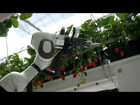 Harvesting Robot BERRY - Short Video