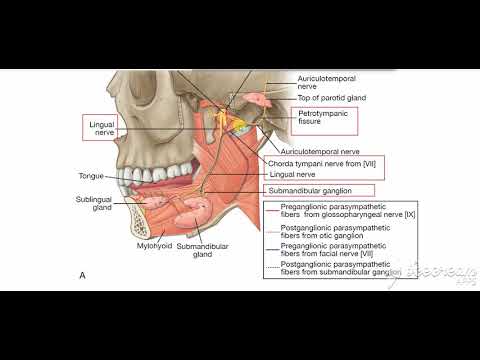 Submandibular salivary glands nerve supply 3
