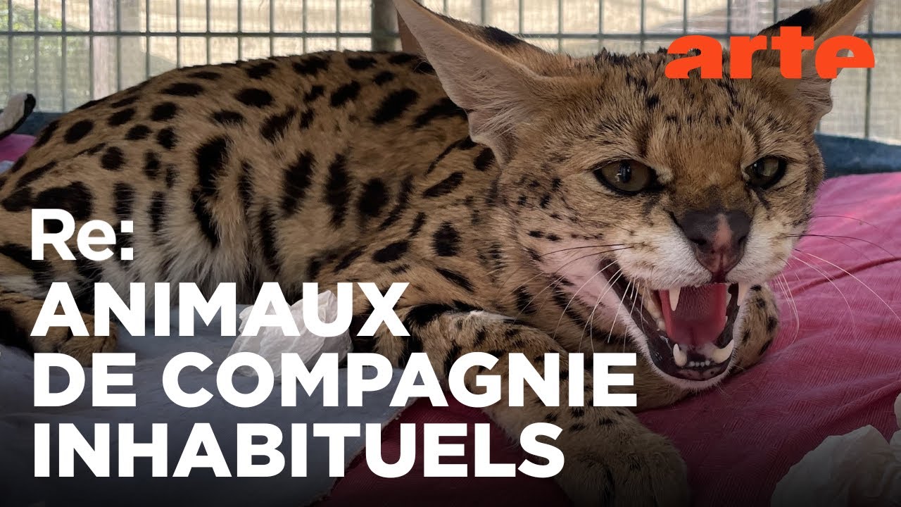 Cohabiter avec des animaux sauvages | Reportage | ARTE Regards