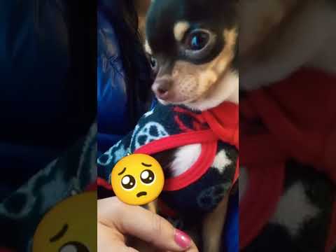 Yo no soy #Tochino #dog #perros