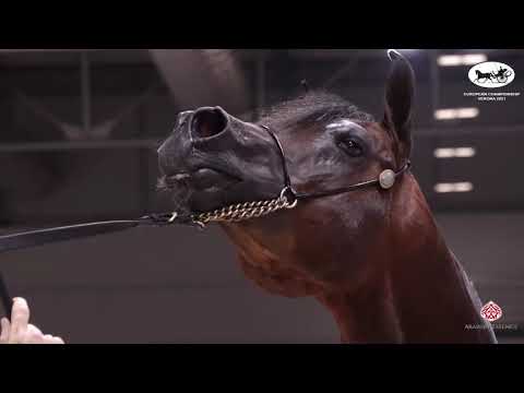 N 72 VIVALDI REGALIS   European Championship 2021   VERONA   Stallions 4 6 Years Old Class 13