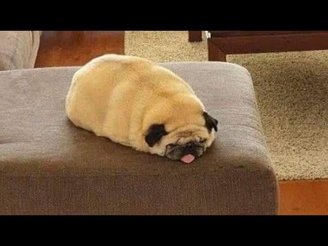 Je mourrais de rire pour ces chiens les plus drôles !