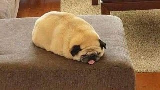 Je mourrais de rire pour ces chiens les plus drôles !
