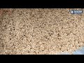 Sesame Processing Line 10 Ton Hour Saudi Arabia Walkthrough Video
