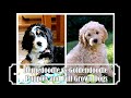 Bernedoodle vs Goldendoodle Puppies and Full Grown Dogs