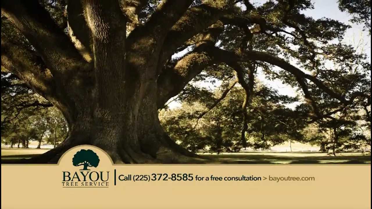 Bayou Tree Service, 30 Years of Tree Care