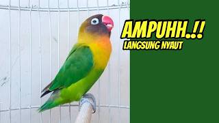 Download lagu Lovebird GACOR Ngekek Panjang COCOK Buat Pancingan EMOSI, PUTAR SAJA Lovebirdmu PASTI ikut BUNYI mp3