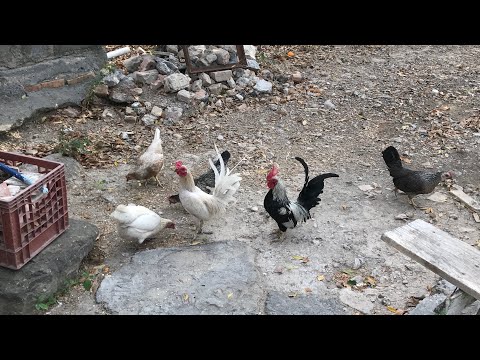 Cuarentena / Día 272