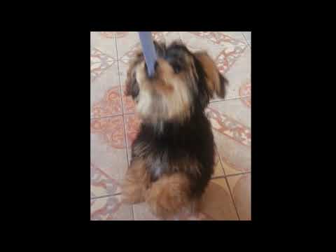 happy shin megami tensei v day