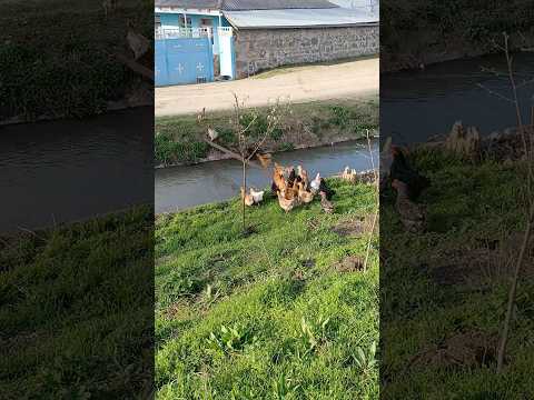 Sizə o ağılı verən Rəbbimə qurban 🥰😍👍🏻 #shorts