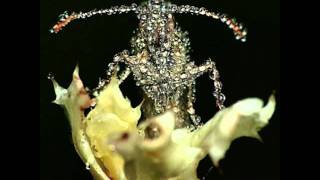 Gang Gang Dance - ∞