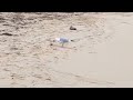 Herring Gull Pecking Off The Leg Of An Unidentified Crab