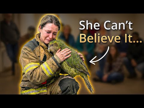 She Didn’t Expect This… The Parrot Chose Her!❤️🦜😭 When Parrots Choose Their Humans...