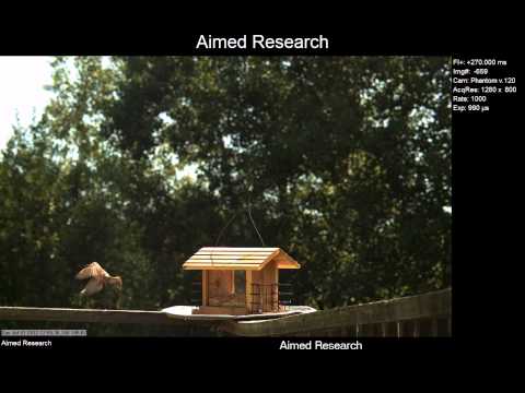 Phantom v12.1 Bird Flight 1,000 frames per second - Aimed Research