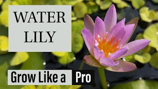 How To Grow Waterlily At Home- Like a Pro | Grow Waterlily In Tub | Best Potting Soil For Water Lily
