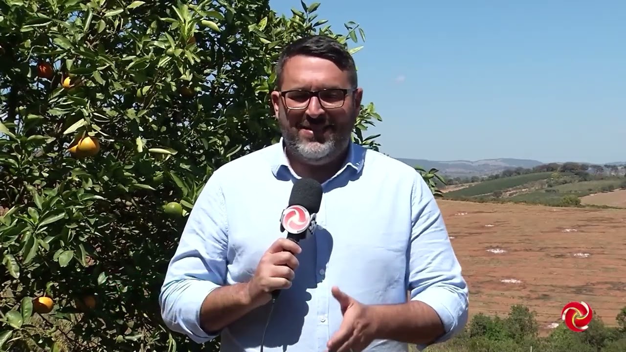 Praga ameaça pomares de Tangerina Ponkan no Sul de Minas