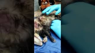 how to remove baby Opossums from a sick or dead momma