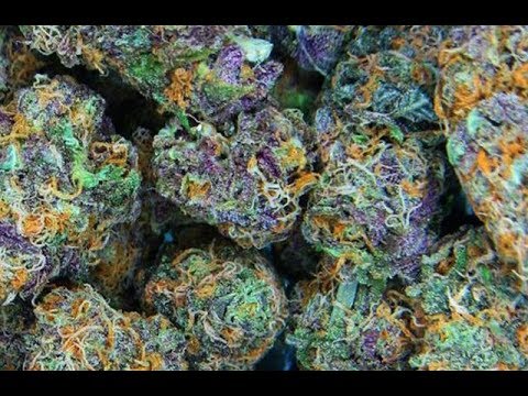 Qurius George Fea. Phresh-Everybody Smokin