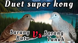 Download lagu perkutut lokal gacor suara besar-DUET SUPER KONG. mp3 Download lagu perkutut lokal gacor suara besar-DUET SUPER KONG. mp3