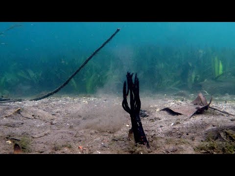 How The Stupid Tube Is Designed To Trigger Bites