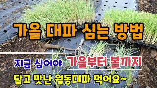 재배가 쉬운 가을대파 심는시기 대파 심는 방법 지금 심어야 가을부터 봄까지 달고 맛있는 월동대파 드실 수 있…