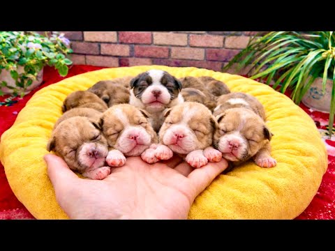 That quiet afternoon, a gentle story between the puppies 🐶 and me quietly began 🥰