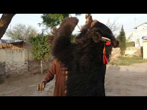 Bear Dance