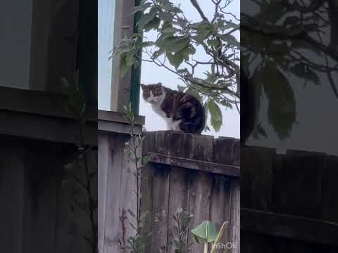 Dog 🐕 and cat 🐱 🦮