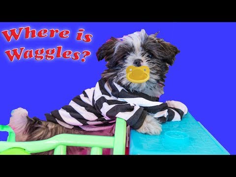 Waggles is missing! The Assistant goes on a mission for her Puppy