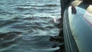 preview picture of video 'Fishing Report Jan 2010 Part 1'