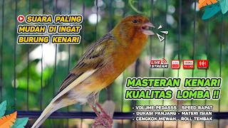 Download lagu Kenari GACOR NGEREK‼️ Masteran Kenari PAUD dan Pancingan Kenari MACET BUNYI dan Betina NGIWIR - 288 mp3