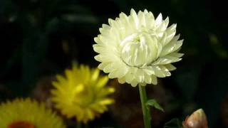 LES IMMORTELLES -Jean-Pierre Ferland (1961) RENDEZ-VOUS À LA CODA