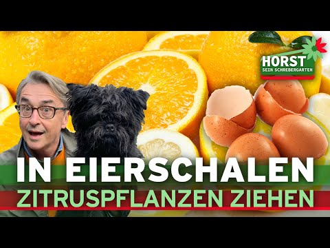 , title : 'Zitrusfrüchte aus Kernen vermehren – so einfach! I Horst sein Schrebergarten'