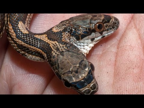 Заснеха двуглава змия в САЩ 