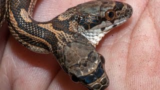 Amazing Two-Headed Snake