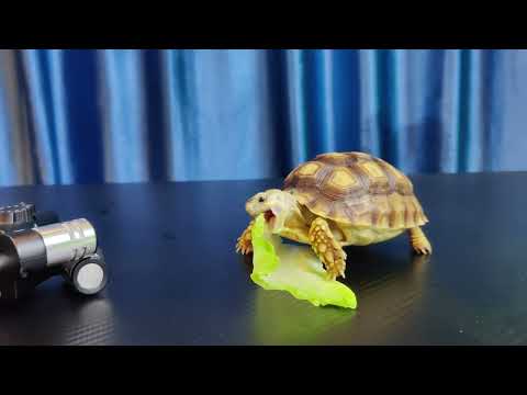 Too Cute Baby Animals Eating Food ASMR - ASMR MUKBANG | TURTLE TORTOISE EATING FOOD 먹방 🐢🍔