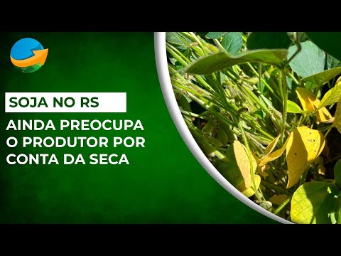 Desenvolvimento da soja em risco em São Valério do Sul (RS) por seca