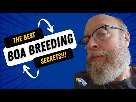 ALL the Boa Breeding secrets from @TheBoaphile!
