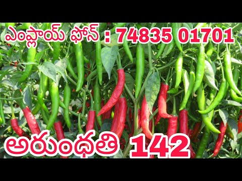 MELYNA ARUNDHATHI 142