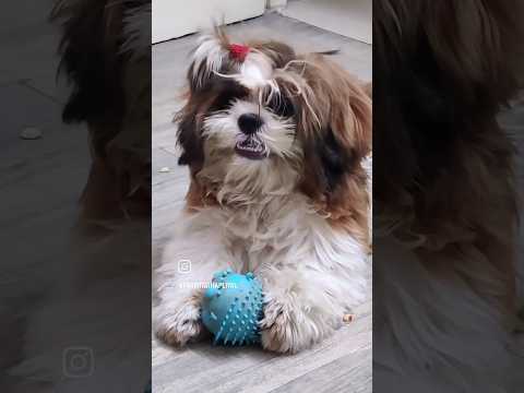 #youtubeshorts #trending #petlover #doglover #funny #shortsvideo #pets #viralvideo #petlove #shorts