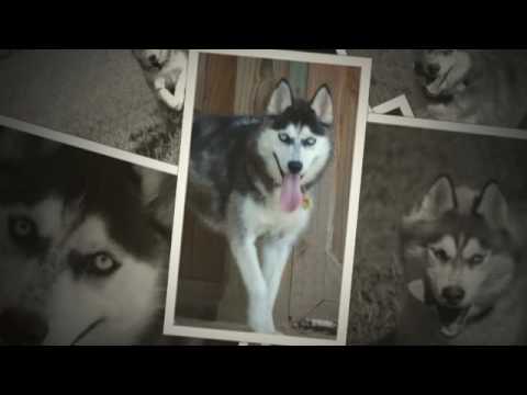 Ahmar and Anuva, 2016