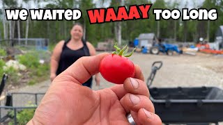 Saving Tomatoes- Our Goose drank WHAT?!